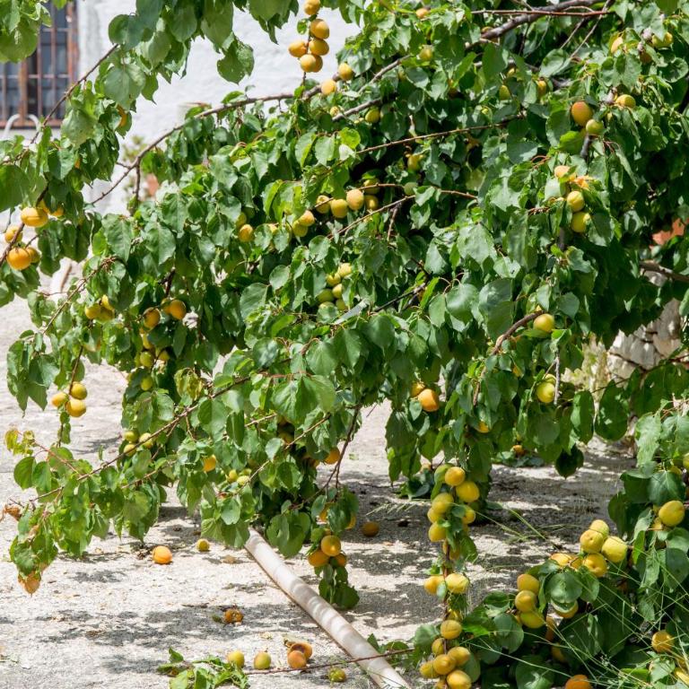 Profumo Di Terra - Appartamento - Piano Terra - 21