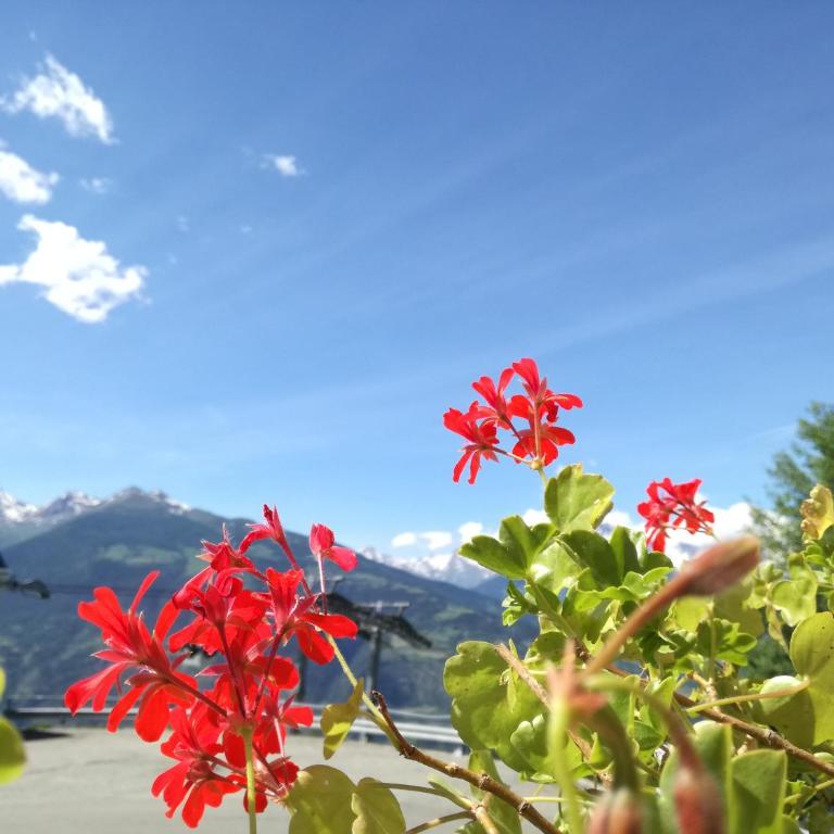 Fleurs De Neige - Appartamento - 24