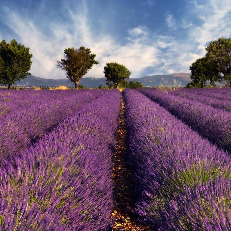 Le Refuge Secret du Ventoux Maison Authentique avec Jardin Privé et Charme Provençal - Casa con 1 Camera da Letto - 18