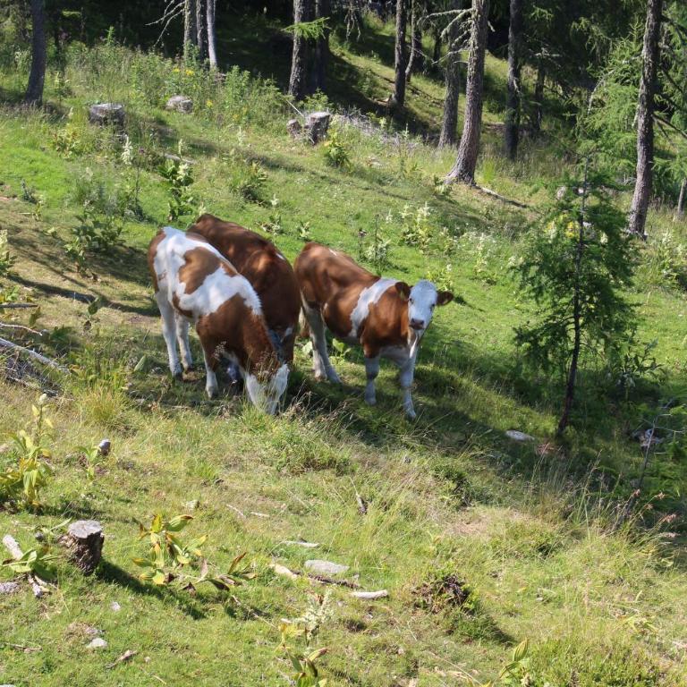 Neuwirth Hütte - Haus mit 3 Schlafzimmern - 31