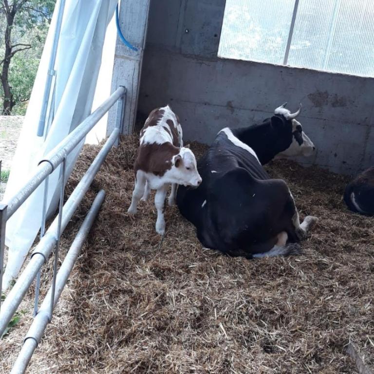 Lehrnerhof Lüsen Familienurlaub auf dem Bauernhof bei Brixen ruhig und authentisch - Appartamento - 33