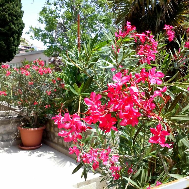 Villa Marija Ulcinj - Studio with Terrace - 8