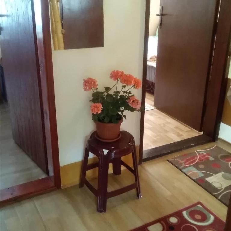Apartments Obradović Milan - Standard Twin Room with Shared Bathroom - 5