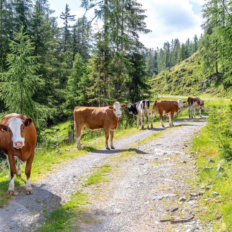 Neuwirth Hütte - Haus mit 3 Schlafzimmern - 29