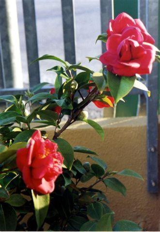 Residence Viale Venezia - Monolocale - 3