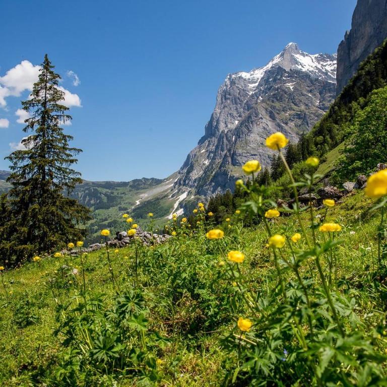 Chalet Verbrunnenhaus Grindelwald - Apartment - 19