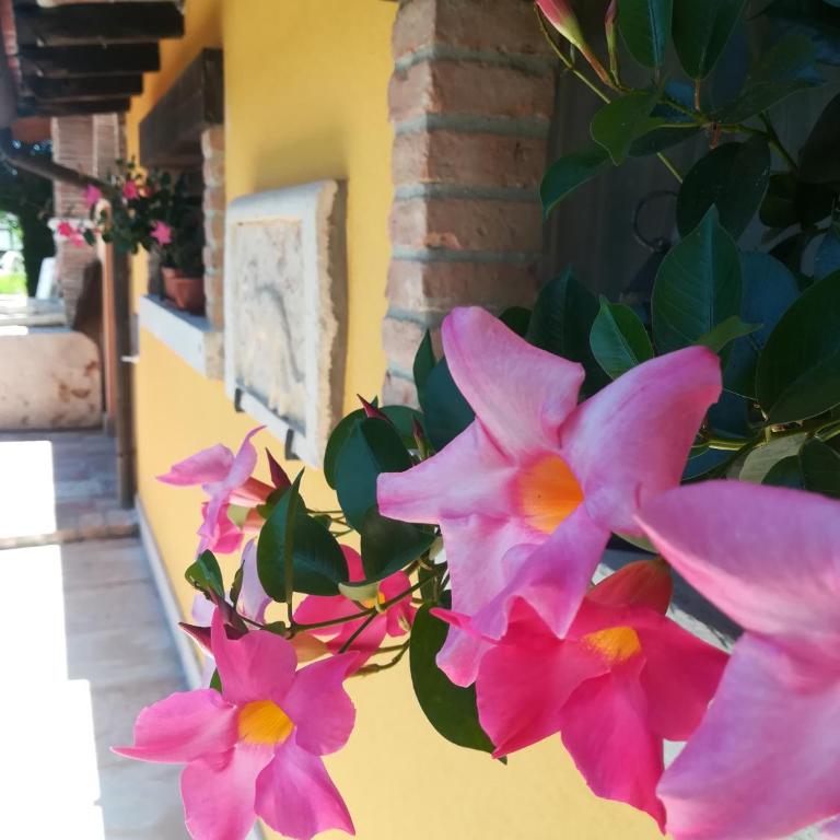 Yellow House La Brigata Apartments - Appartamento - 2