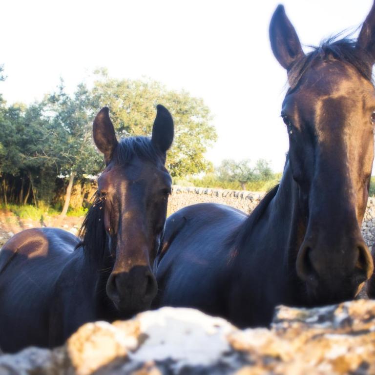 Trulli sul vignale in Masseria Santalachicca - Two-Bedroom House - 33