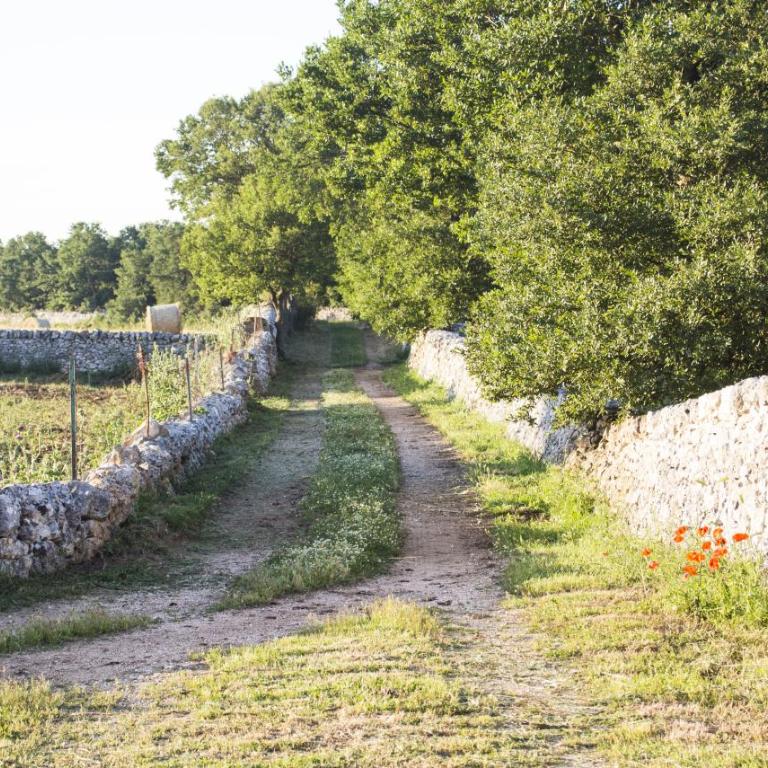 Trulli sul vignale in Masseria Santalachicca - Two-Bedroom House - 34