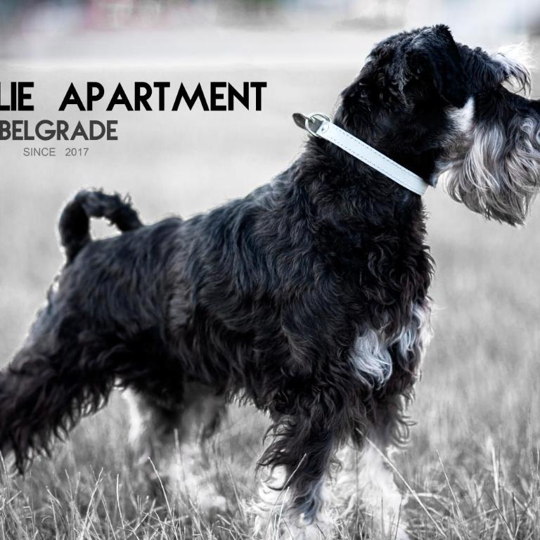 Apartment Charlie PERFECT PRICE - Apartman sa Terasom - 2