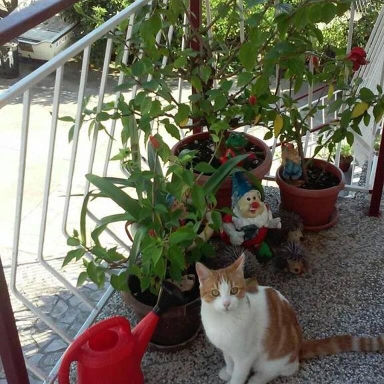 Private rooms - Tivat - Studio Apartman - 10