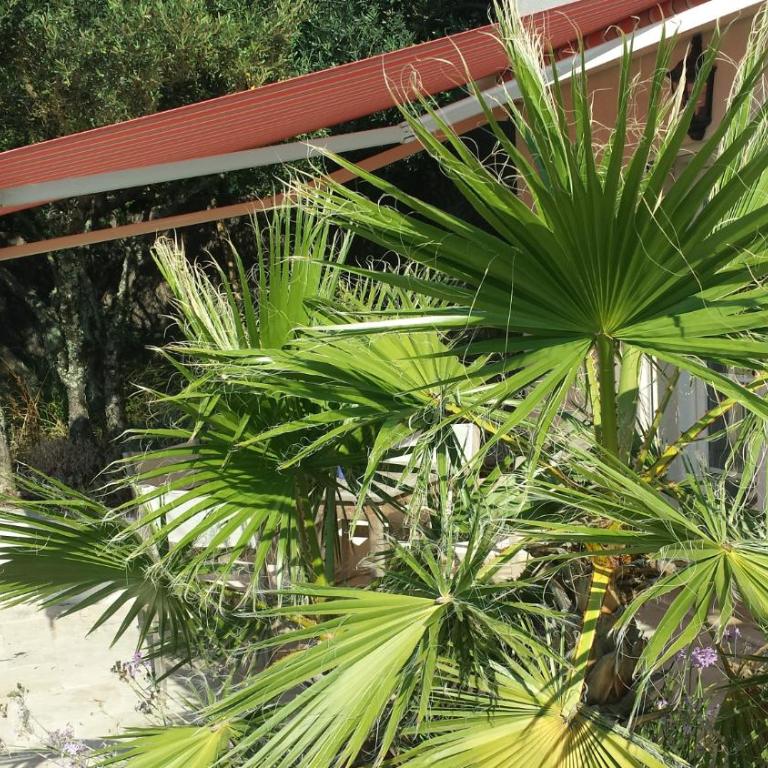 Villa Azur - Studio Lit King-Size Deluxe - 1