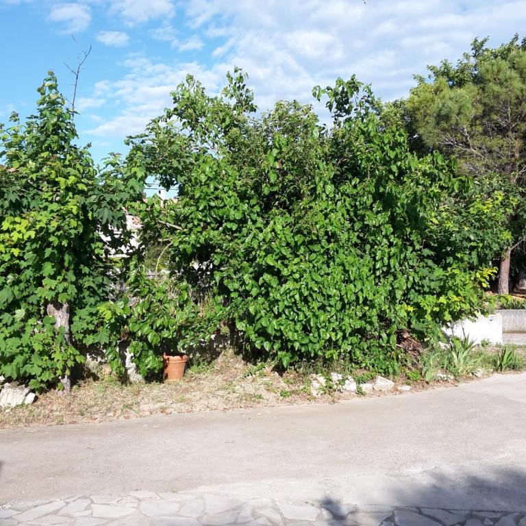 Leucate,dans la verdure,studio caverne en pierre dans propriété sécurisée - Appartement - Vue sur Jardin - 18