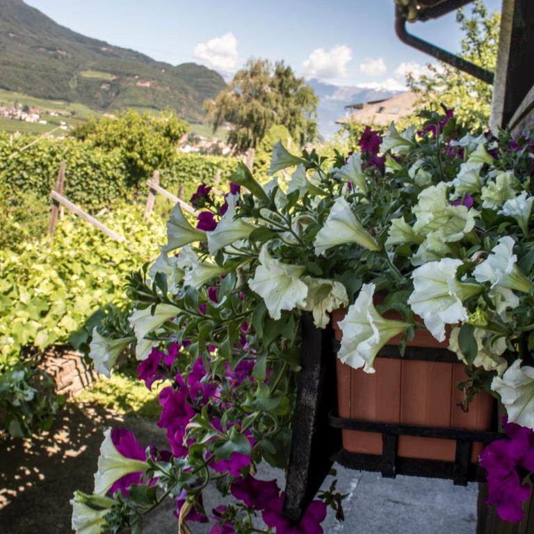 Hotel Gasthof WASTL - Camera Singola - 2
