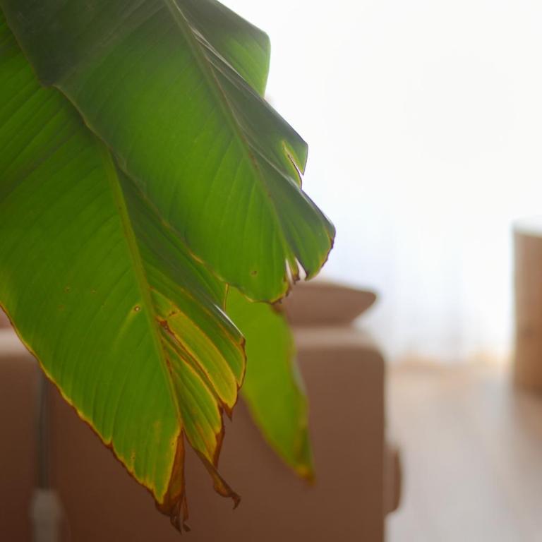 La Casa Jungle - Spa - Lyon Centre, Pentes de la Croix Rousse - Appartement Deluxe - 24