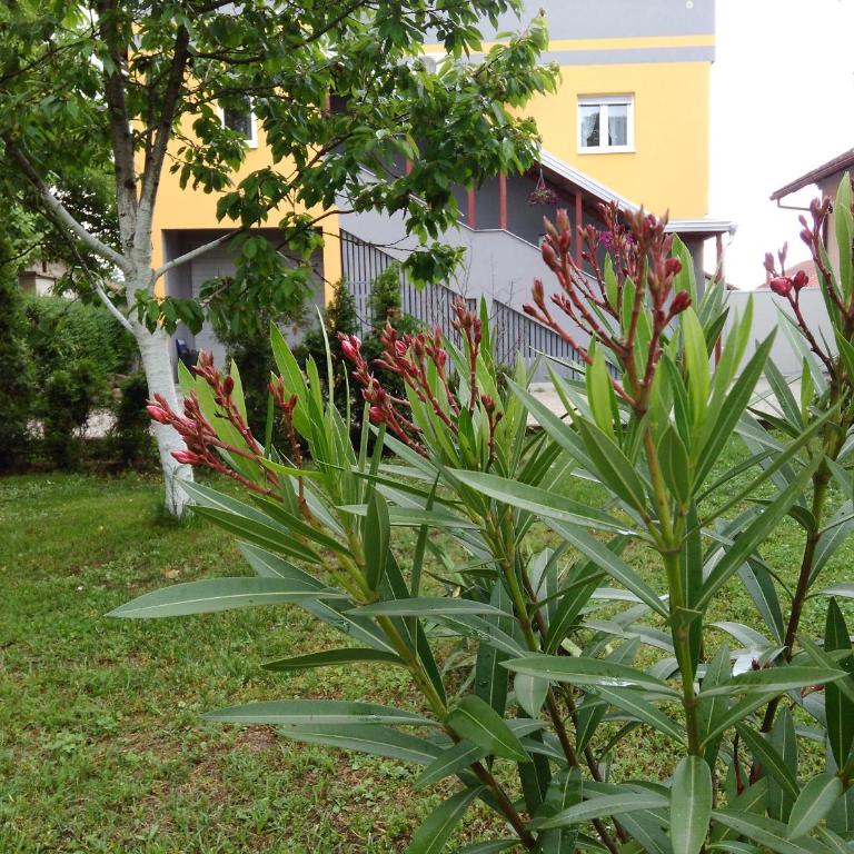 Apartmani Jasmina 2 - Deluxe Apartment - 23