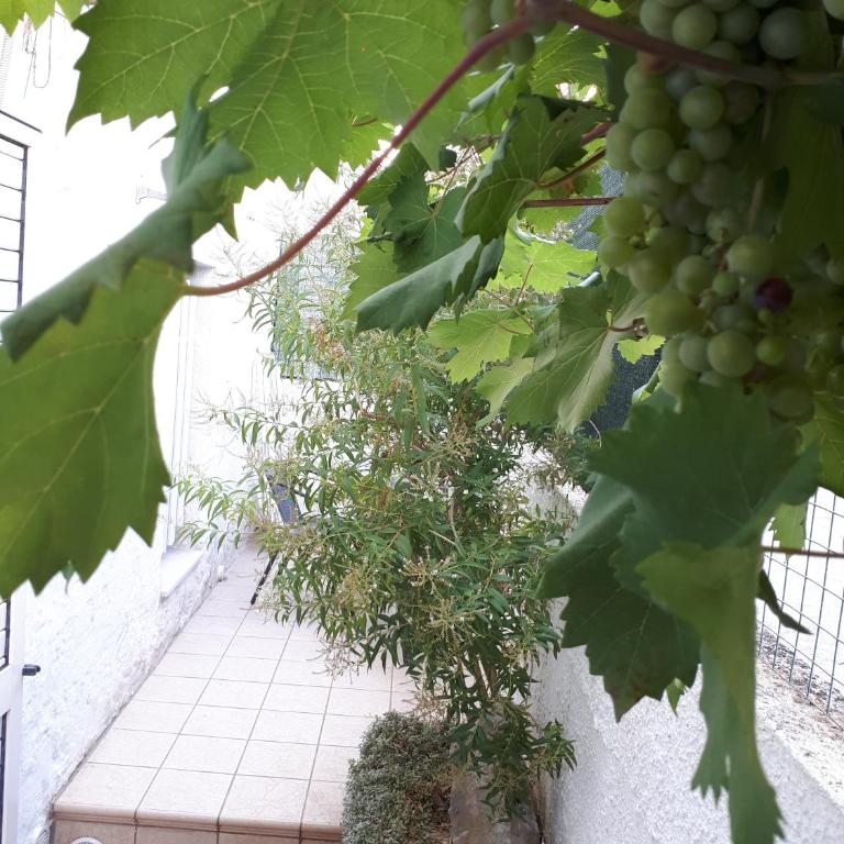 Rental House in Cisternino - Appartamento - 36
