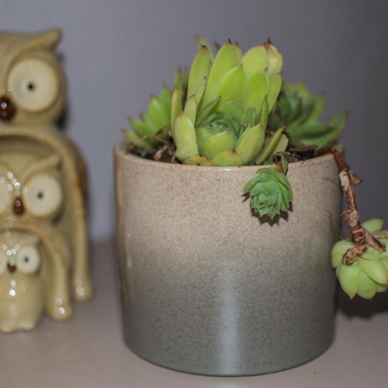 OzApartments - Apartment - 1