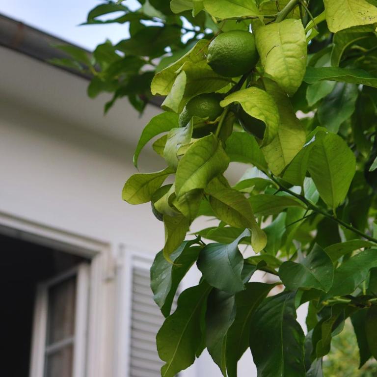 Lemon tree villa - Four-Bedroom House - 33