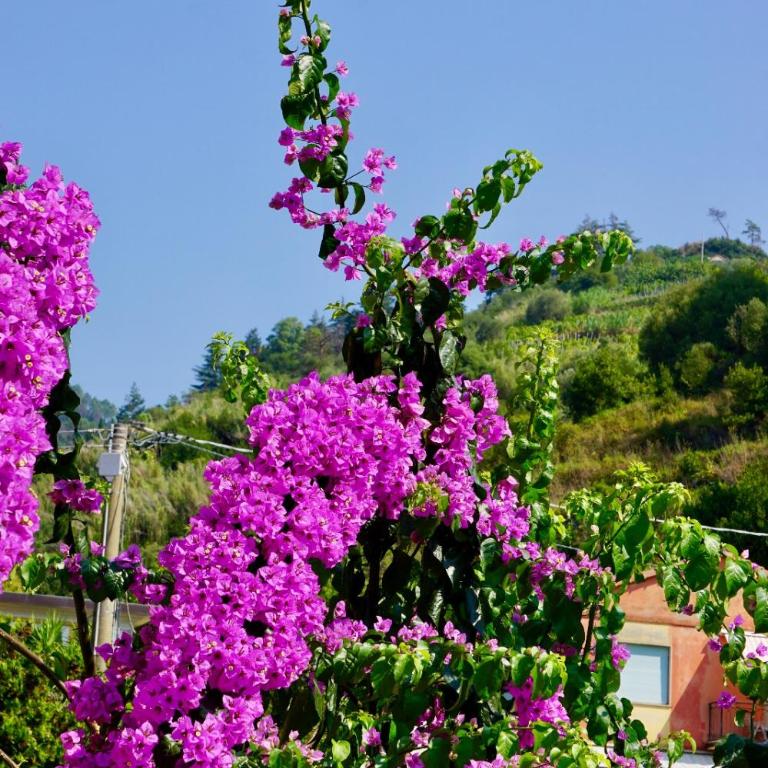 Appartamento LE CONCHIGLIE Monterosso al mare - Appartamento - 9