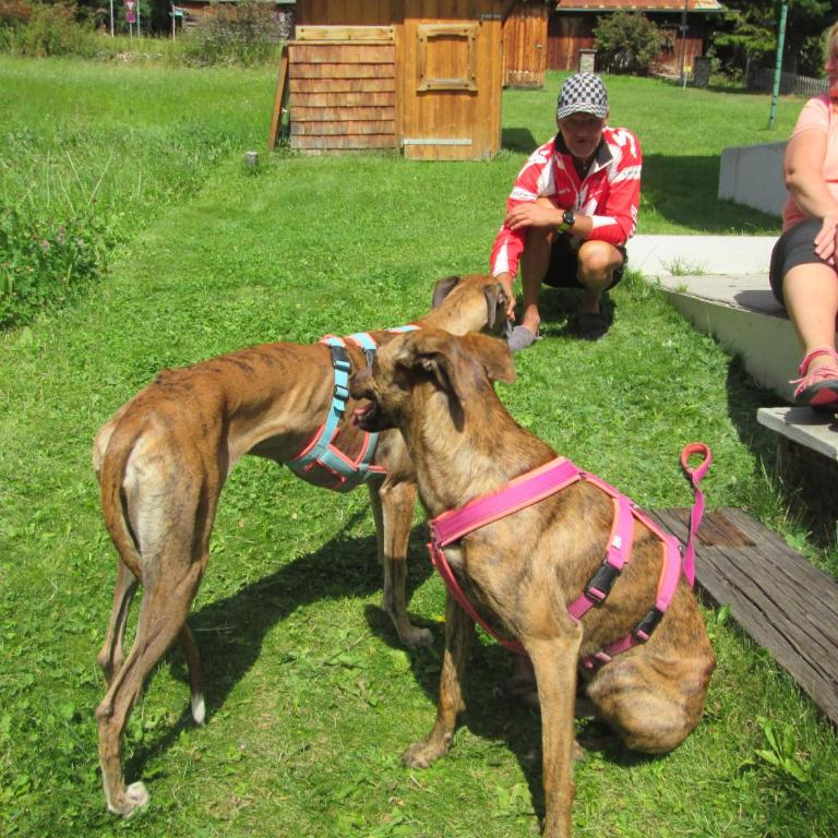 gästehaus stadle - Apartment mit Balkon - 1