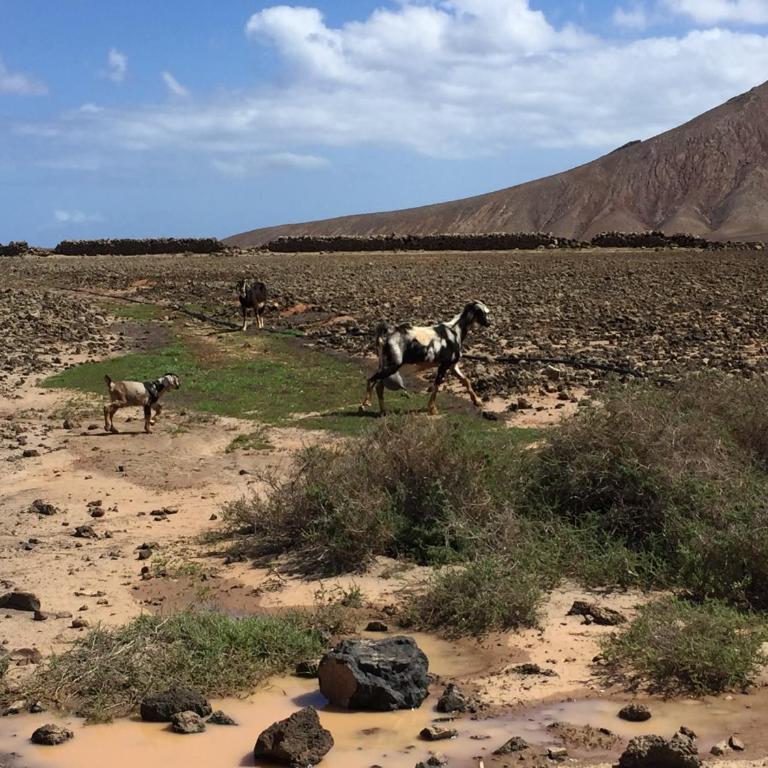 Casa Carlotta Lajares - Apartamento de 1 dormitorio - 43