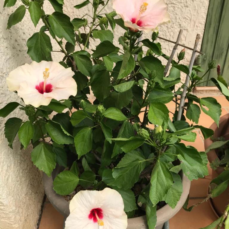 Les Buis - Appartement - 32
