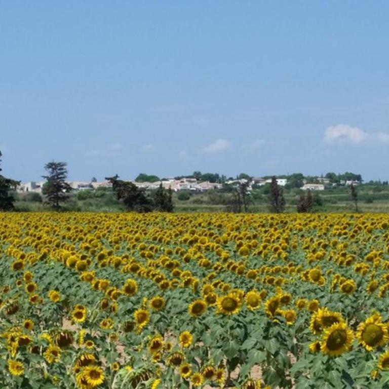 Villa Manet Portiragnes - Villa - 38