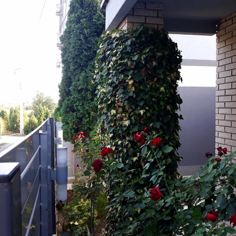 Apartments Popovic - Apartman - 3