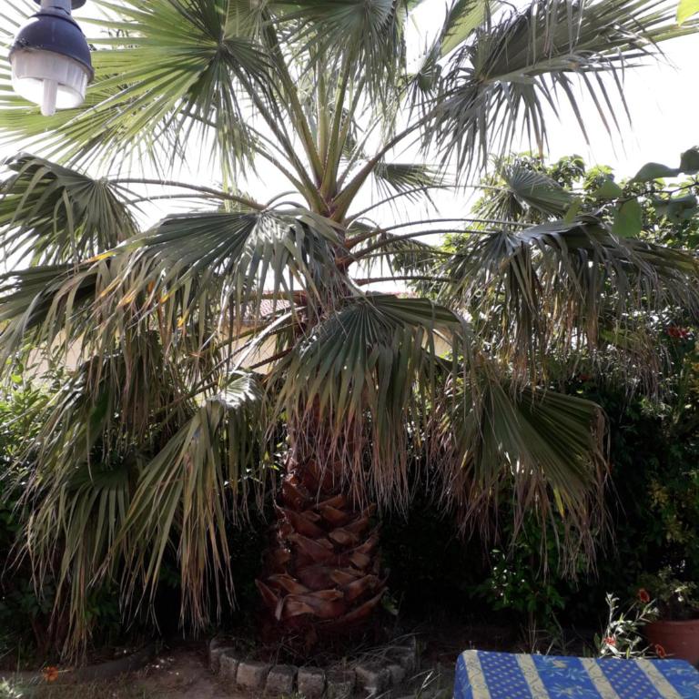 rez de chaussée studio climatisé dans villa - Apartment - Ground Floor - 24