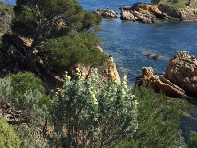 Ecrin de verdure sur Le Lavandou - Classement Tourisme 3 Etoiles - Appartamento - Piano Terra - 2