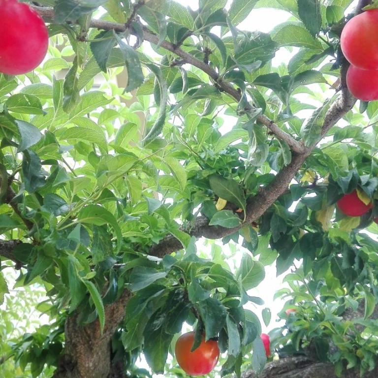 Ripe's FoRest Garden Guest House - Chambre Double - Vue sur Jardin - 9