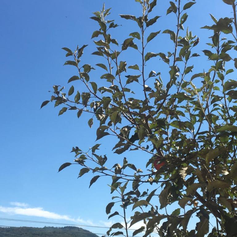 Zvezdica - Apartman sa 2 Spavaće Sobe - 51