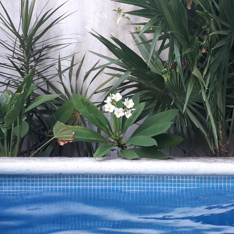 Casa Nona Azul - Apartment with Garden View - 46