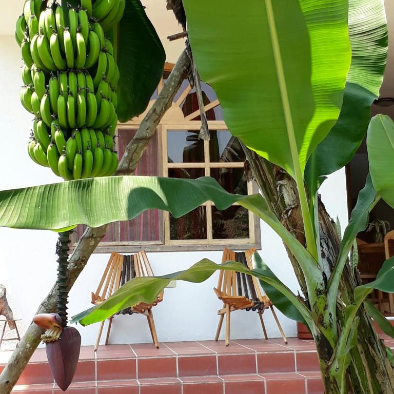 Banana Lodge - Habitación Doble Estándar - 2 camas - 6