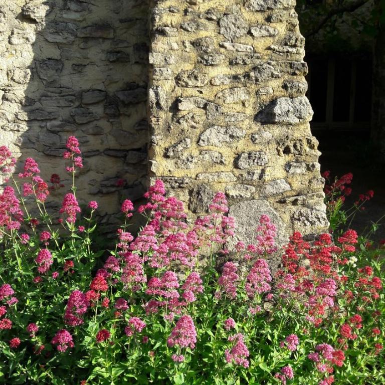 Gîte Aux Tournesols - Cottage (10 Adultes) - 22