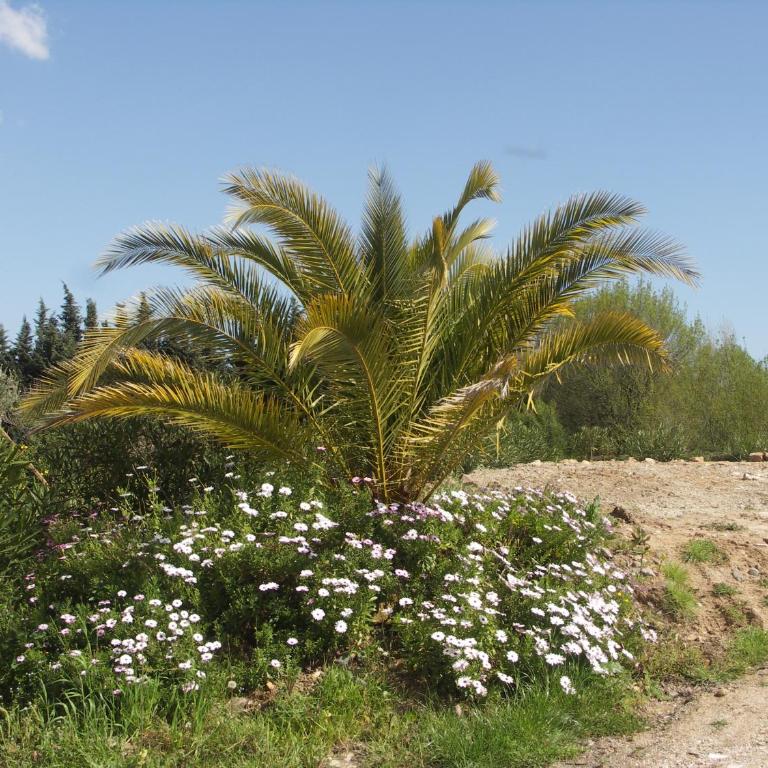 Chalets 1 MESANGE BLEUE Roquebrune Sur Argens - Chalet - 15