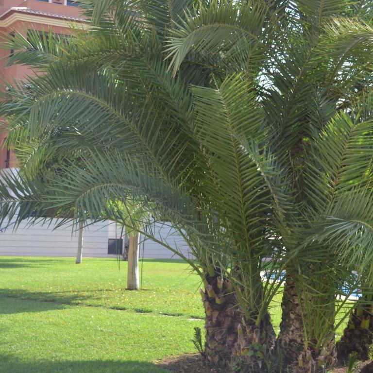 Jardines de Las Marinas - Royal Suite - Apartamento con terraza - 29
