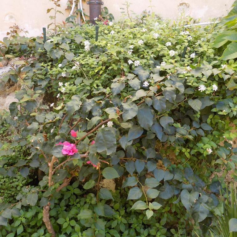 Garden&House Amore Vero - Casa Vacanze - 9