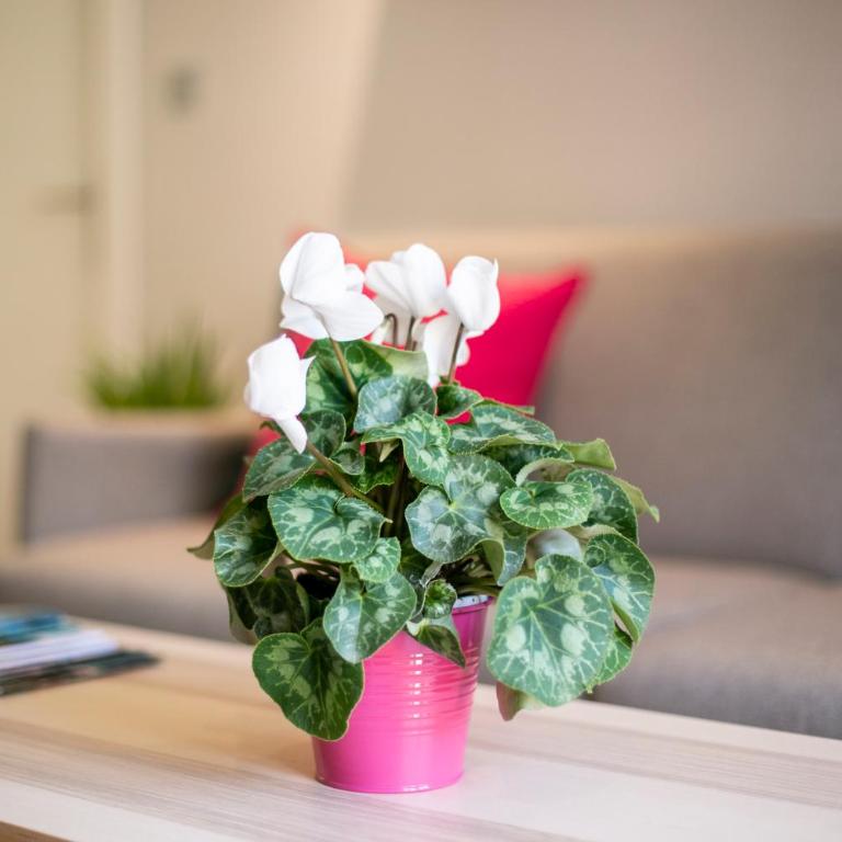 Cielo Granada - Superior Accommodations - 7