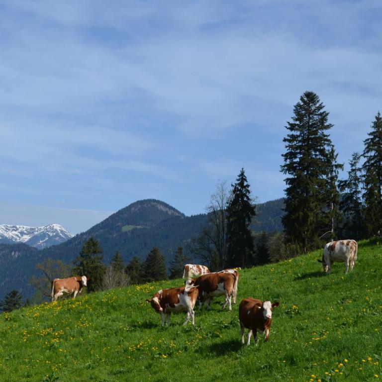 Mountain Moments Zillertal - Appartement avec Vue et Balcon - 16