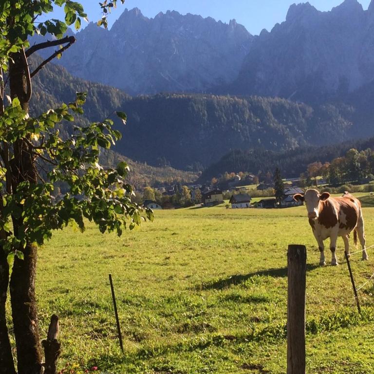 Dachstein Mountainview Gosau - Appartamento - 36