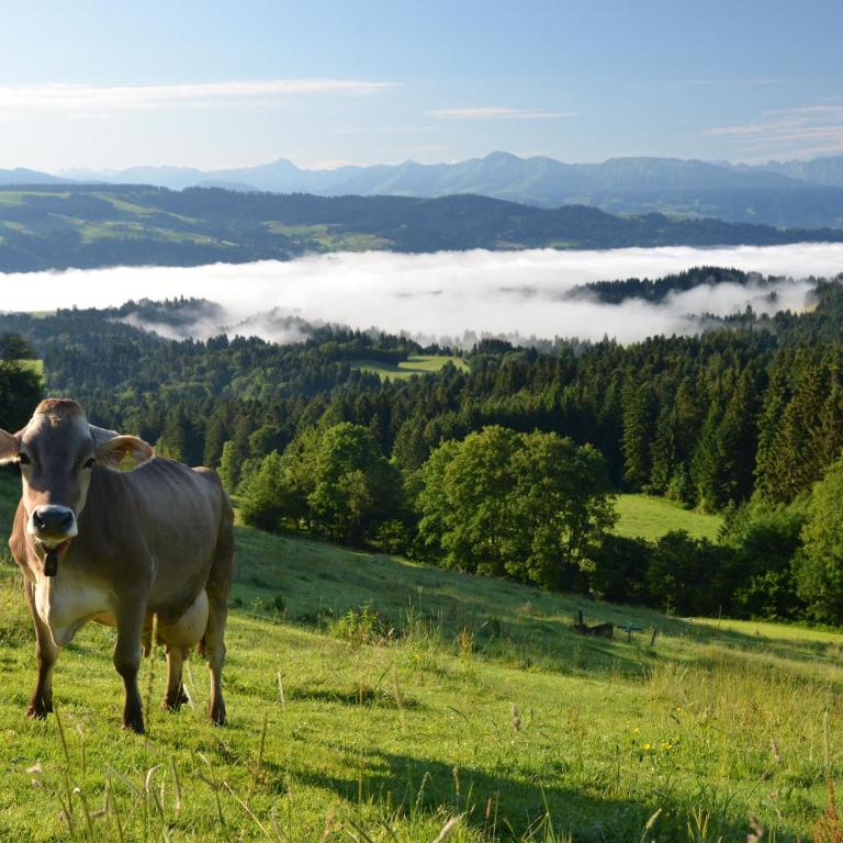 Hotel Alpenrose gut schlafen & frühstücken - Standard Einzelzimmer - 7