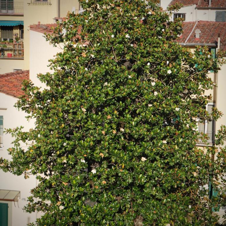Green terrace on the roofs - Appartamento - 5