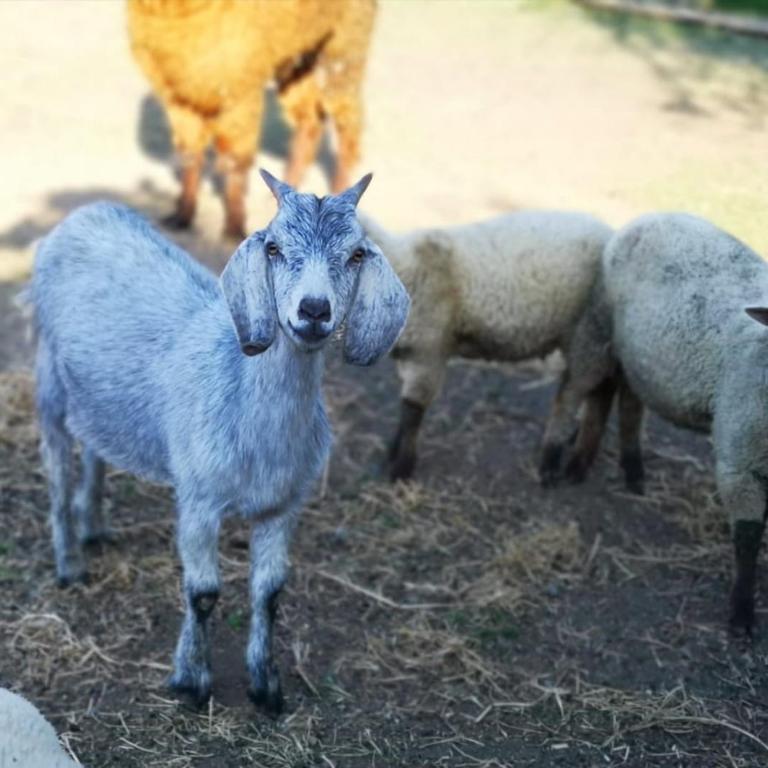Cabañas granja Central - Casa de 3 dormitorios - 36