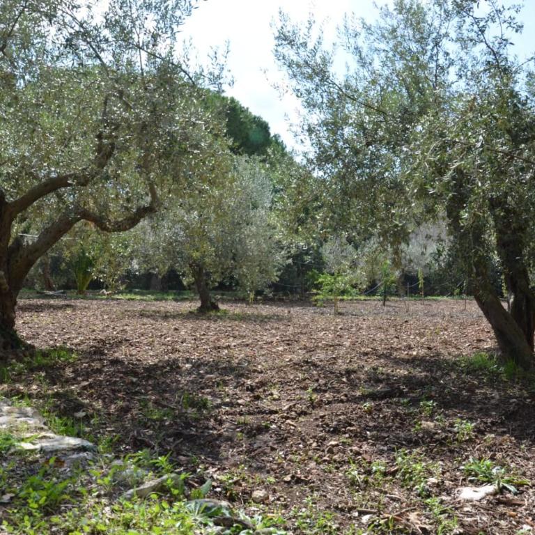 Villa Alchea Locazione Turistica - Villa - 7