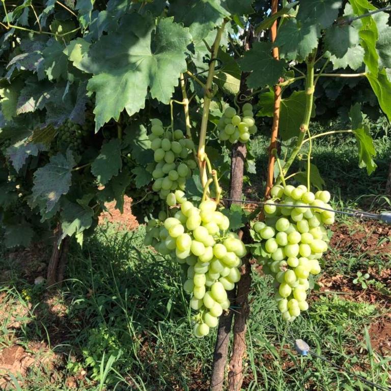 Green Silence - Vuk - Apartman sa 2 Spavaće Sobe - 20