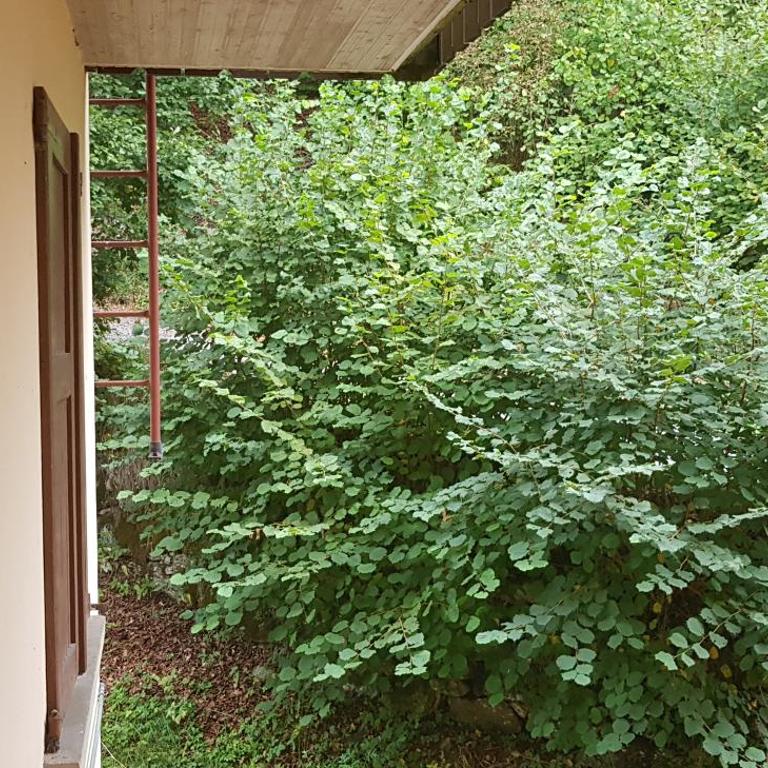 Casa vacanze in Trentino. Altopiano di Lavarone - Appartamento - 4