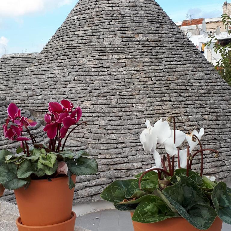 Historich house Largo Martellotta 44 - Casa Vacanze - 31