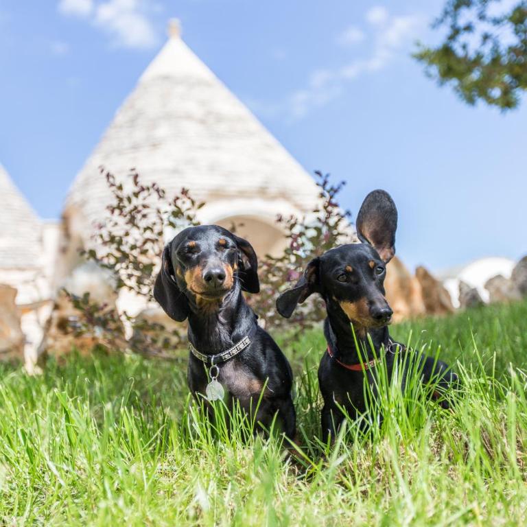 Trulli Masseria Donno Santo - Villa - 58